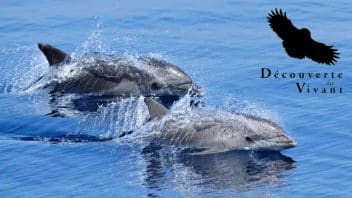 Excursions Dauphins