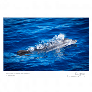 Poster d'une photo d'un dauphin sortant de l'eau pour respirer et qui fait des bulles.
